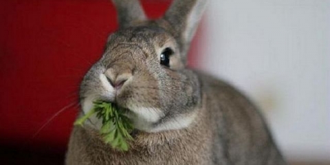 Može li se zečevima dati kopar?